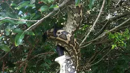 Seekor ular piton yang tergantung di atas pohon saat tengah melahap seekor kelelawar yang juga berukuran cukup besar di Sunshine Beach, Queensland, Kamis (2/7/2015). (Dailymail)