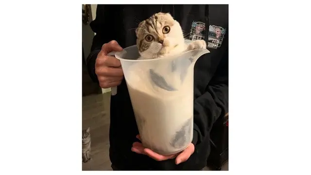 8 Foto Ini Buktikan Kucing adalah 'Benda Cair', Bikin Geleng Kepala