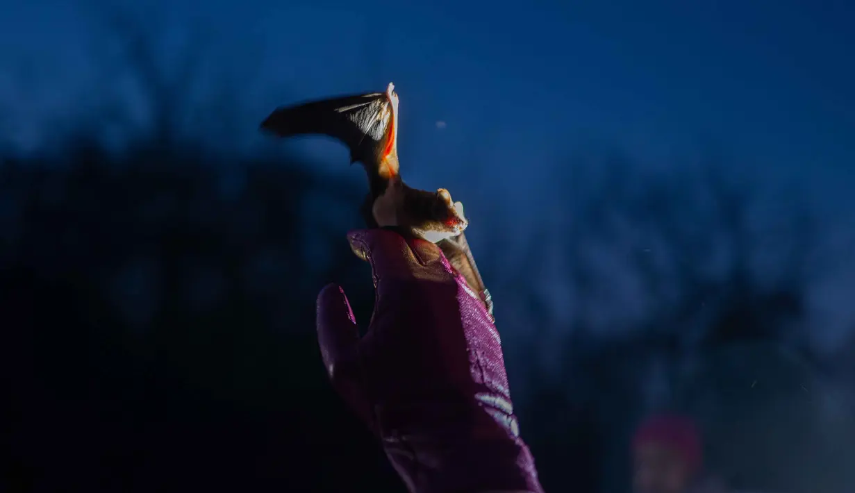 Seorang wanita membantu kelelawar yang diselamatkan untuk kembali terbang saat upacara pengembalian kelelawar ke alam liar di Kyiv, Ukraina, Sabtu 4 April 2026. Ukrainian Bat Rehabilitation Center menggelar upacara pengembalian kelelawar ke alam liar. (AP Photo/Dan Bashakov)