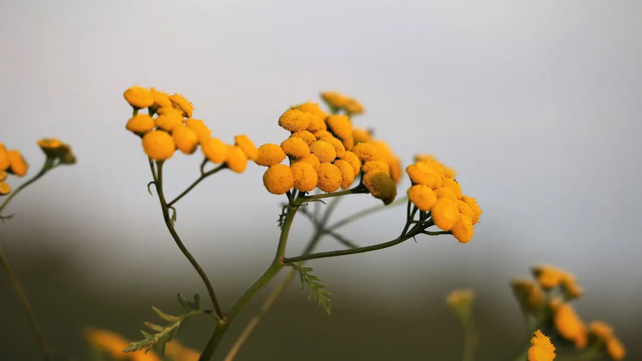 Buat Wajah Glowing dengan Kandungan Essential Oil Immortelle dalam Satu Malam