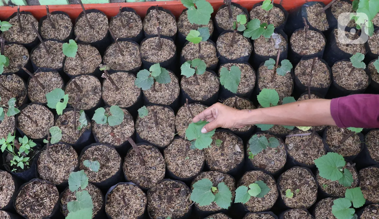 Pembibitan tanaman buah anggur di kampung anggur Tangerang, Minggu (22/11/2020). Bibit tersebut dijual kisaran 20 ribu untuk yang lokal dan jenis parian impor 125 ribu dan banyak di pesan dari luar kota, sehingga dapat menjadi roda perekonomian warga sekitar. (Liputan6.com/Angga Yuniar)
