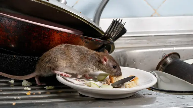 Tak Perlu Pakai Perangkap, Ternyata Mengusir Tikus bisa Pakai 4 Bumbu Dapur Ini