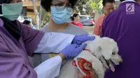 Petugas menyuntikkan vaksin rabies kepada anjing di perumahan Jakarta Timur, Rabu (3/10). Selain menyuntikkan vaksin rabies petugas juga memasang micro chip ke tubuh hewan peliharaan. (Merdeka.com/Imam Buhori)