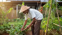 8 Ide Kebun Sayur untuk Bapak-Bapak Pensiunan, Mudah Dijalankan di Rumah