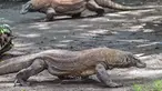Dua ekor komodo terlihat di dalam kandang di Kebun Binatang Surabaya, Jawa Timur, pada Rabu 29 April 2026. (JUNI KRISWANTO/AFP)