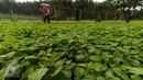 Petani mencangkul di ladang sayur bayam, di area konsesi tanaman kehidupan Desa Pinang Sebatang, Kabupaten  Siak, Kecamatan Tualang, Riau, Minggu (17/7). Area yang dikelola APP (Sinar Mas Group) terletak di Distrik Minas (Liputan6.com/Fery Pradolo)