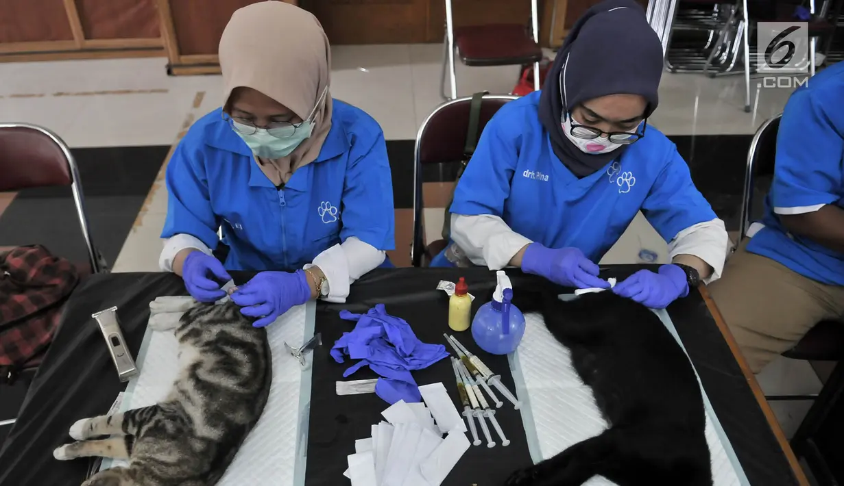 Dokter dari Pusat Pelayanan Kesehatan Hewan dan Peternakan KPKP saat menyuntikan bius ke seekor kucing sebelum dikebiri di Kantor Kecamatan Duren Sawit, Jakarta, Rabu (27/2).  (Merdeka.com/Iqbal S. Nugroho)