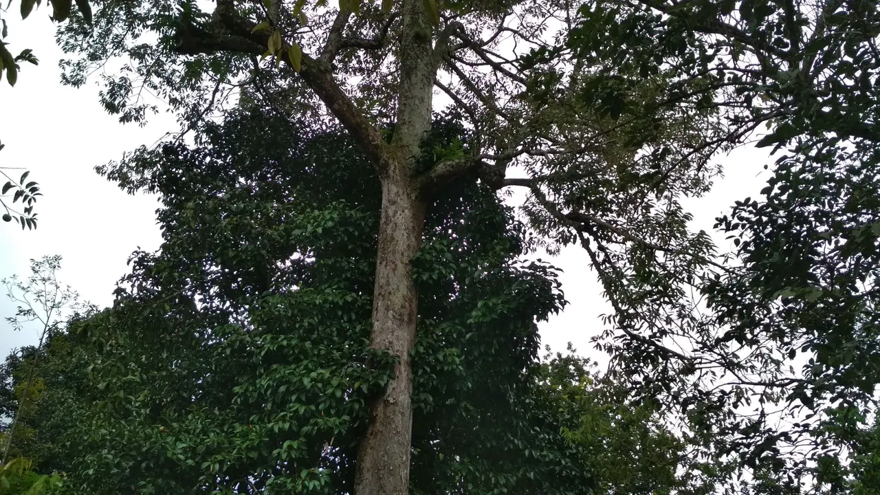 Pohon Durian di Kabupaten Majalengka ini diyakini berusia 2,5 Abad