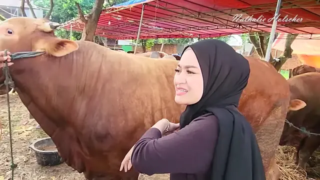 Pertama Kali Kurban Sejak Mualaf, Nathalie Holscher Baru Mengerti Mengapa Sapi Menangis Saat Akan Disembelih. (YouTube Nathalie Holscher)