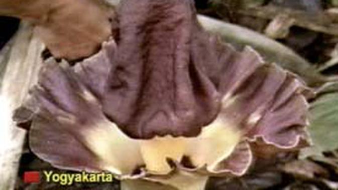 Penemuan Bunga Raksasa Di Tiga Kota News Liputan6 Com