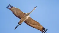 Burung bangau sandhill yang sedang terbang. Source: Smithsonian Magazine