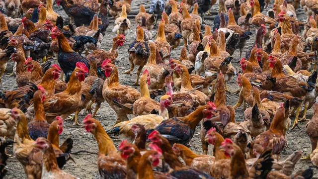 FOTO: Malaysia Hentikan Ekspor 3,6 Juta Ayam Sebulan Mulai 1 Juni