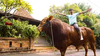 Berikut potret sapi Wariso yang diboyong dari Jawa Tengah yang memiliki berat lebih dari 1 ton. Irfan tampak begitu senang akhirnya bisa memboyong Wariso ke Jakarta. Presenter kondang itu tampak naik di atas sapi Wariso. [Instagram/irfanhakim75]