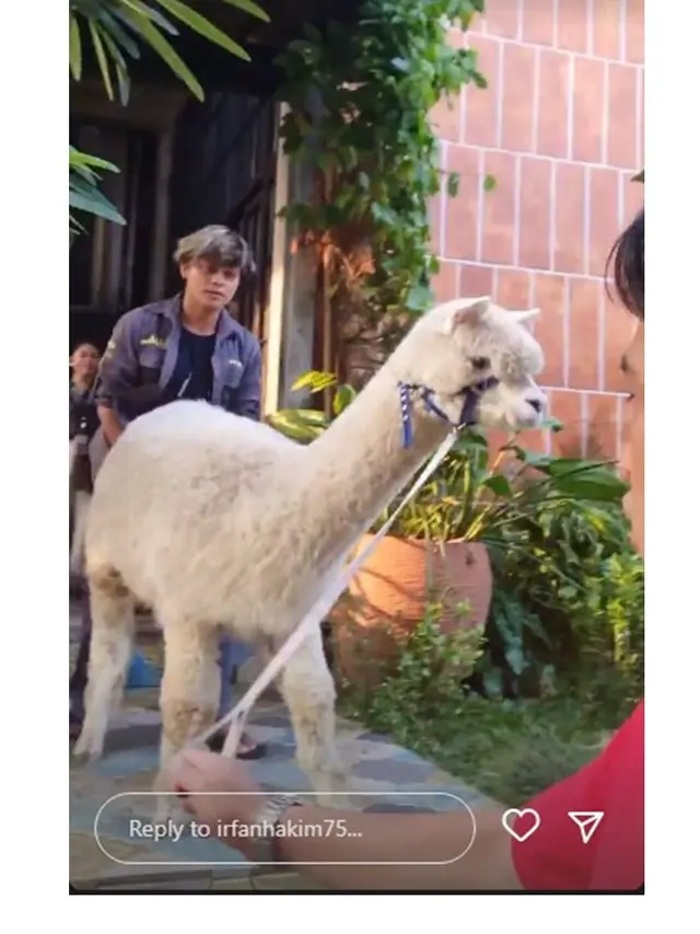 7 Potret Irfan Hakim dengan Alpaca Kesayangannya, Bikin Netizen Gemas