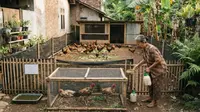 Cara Ternak Ayam Kampung di Halaman Rumah Tanpa Bangunan Permanen, 12 Langkah Strategis untuk Pemula