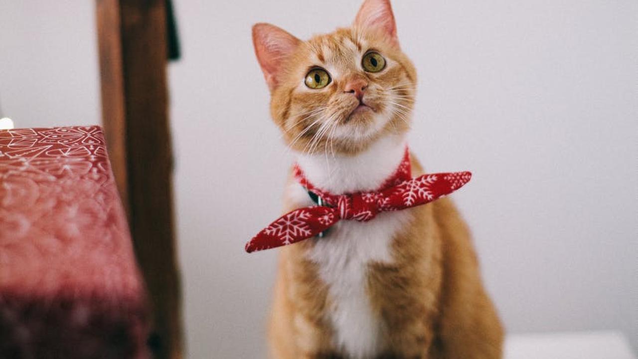 Kalung Pengikat Kucing yang Terlalu Kuat