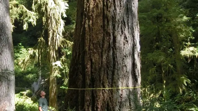 Douglas-Fir (Pseudotsuga menziesii)