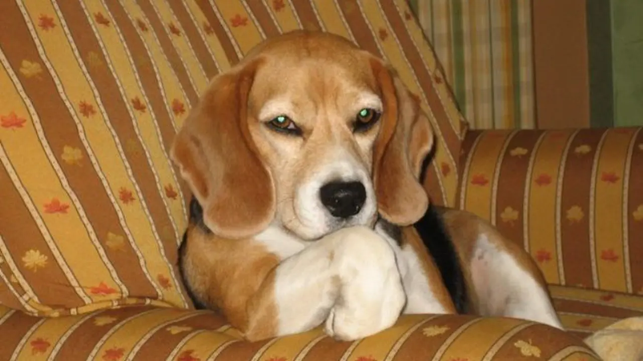 10 Anjing Ini Bakal Mencurigai Apapun yang Kamu Lakukan 