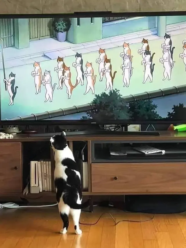 8 Potret Kocak Kucing di Depan TV, Ada yang Tirukan Pose Kartun