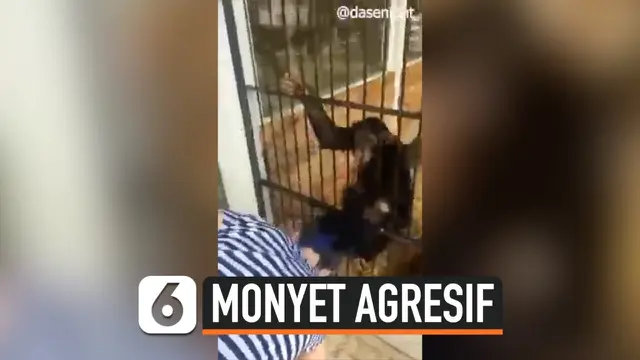 VIDEO: Monyet Curi Ponsel hingga Jambak Rambut Wisatawan