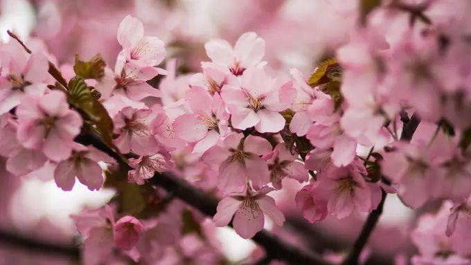 Wajah cerah dengan bunga sakura