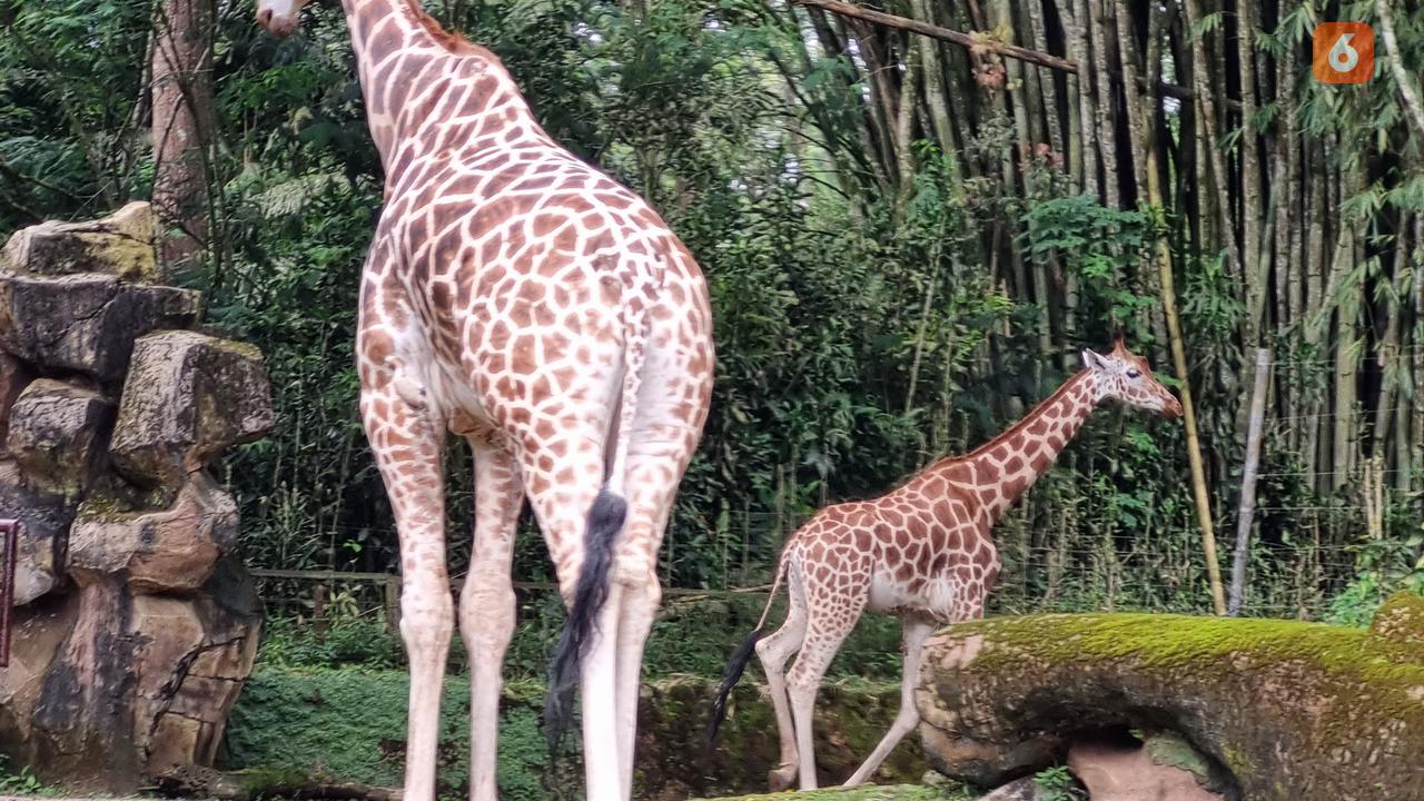 Ilustrasi satwa, binatang, hewan, jerapah. (Liputan6.com/Tanti Yulianingsih)