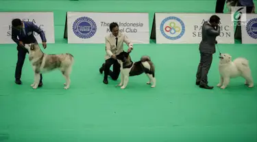 Peserta bersama anjing jenis Siberian Husky mengikuti kontes anjing "CAC International Dog Show 2018" di Ecovention, Ancol, Jakarta, Minggu (4/2). Kontes anjing ini diselenggarakan oleh Perkumpulan Kinologi Indonesia (Perkin). (Liputan6.com/Faizal Fanani)