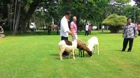 Jokowi dan domba kesukaanya (Liputan6.com/Doni)