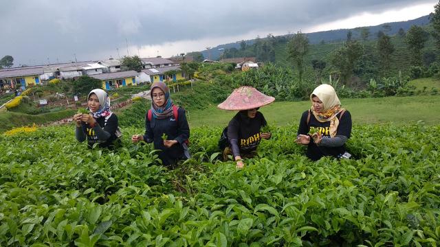 Kebun Teh Andung Biru, Probolinggo