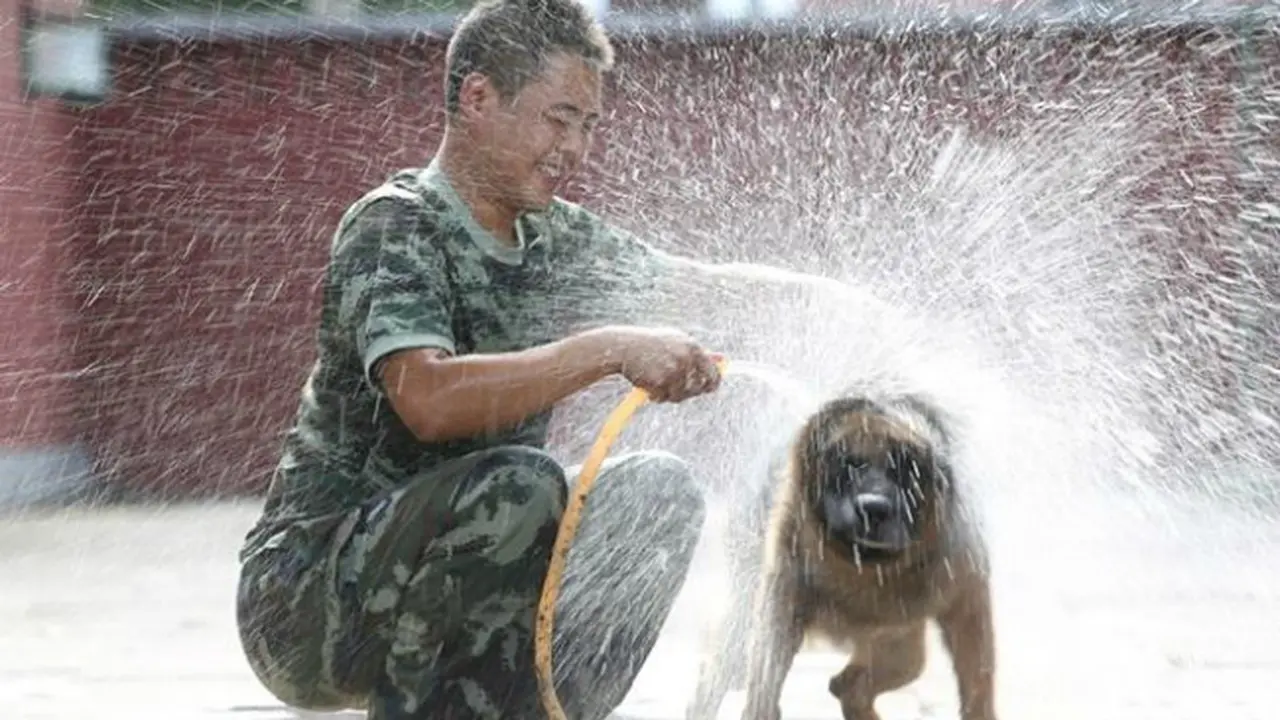 Chinese military canine (1)