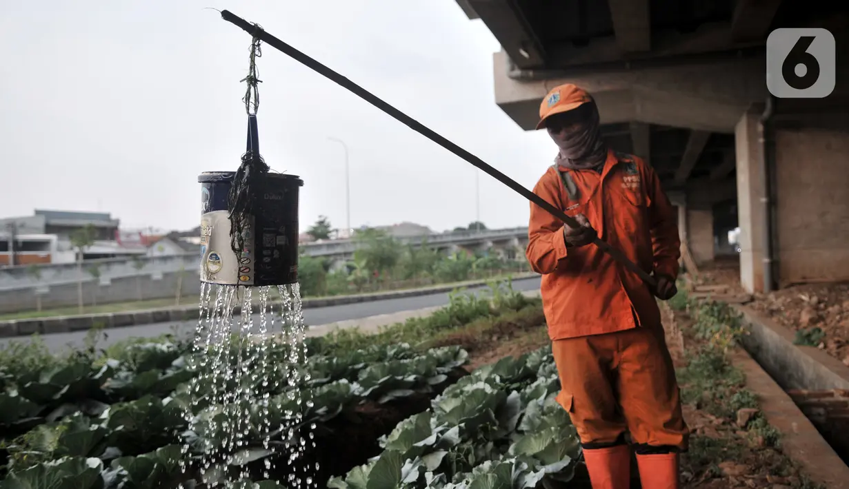 Harun (50) saat merawat kebun sayur di pinggir Jalan Tol Becakayu, Jakarta, Kamis (18/6/2020). Sudah 2 tahun Harun yang berprofesi sebagai petugas kebersihan itu menyambi berkebun sayur-mayur dengan memanfaatkan lahan kosong tepat berada di bawah jalan Tol Becakayu. (merdeka.com/Iqbal S. Nugroho)