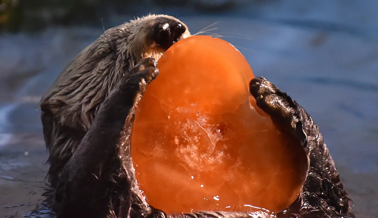 Seekor berang-berang bernama Yutan sedang menikmati makanan yang dibekukan berbentuk hati di Hakkeijima Sea Paradise, Yokohama, Tokyo, Sabtu (11/2). Pemberian makanan berbentuk hati untuk menyambut perayaan Valentine. (AFP PHOTO / KAZUHIRO Nogi