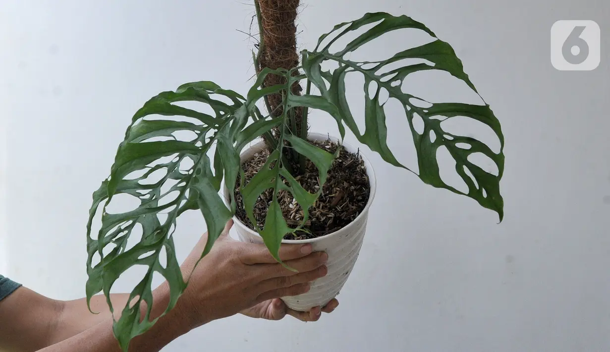 Staf menunjukkan tanaman hias Monstera Obliqua atau Janda Bolong seharga Rp 200 juta yang akan diekspor di Kantor PT Alchemie Berkah Bersama, Sawangan, Depok, Senin (5/10/2020). Tingginya permintaan ekspor menyebabkan mahalnya harga Janda Bolong. (merdeka.com/Arie Basuki)