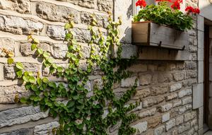 Tanaman Rambat Cepat Tumbuh Cocok Buat Nutup Tembok Kusam di Rumah Kampung/Gemini AI