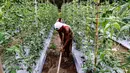 Petani membersihkan rumput di ladang sayur bayam, di area konsesi tanaman kehidupan Desa Pinang Sebatang, Kecamatan Tualang, Riau, Minggu (17/7). Area seluas 770 hektar meningkatkan perekonomian masyarakat setempat. (Liputan6.com/Fery Pradolo)