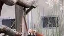 Bayi kembar panda merah memanjat pohon yang ada dalam kandang sementara mereka selama pratinjau media di Woodland Park Zoo, Seattle, Rabu (14/11). Bayi kembar berusia 5 bulan itu akan membuat debut publik pada pada 23 November 2018. (AP/Elaine Thompson)
