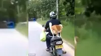 Anjing yang anteng membonceng motor. (CEN)