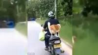 Lihat, Anjing Ini Anteng Membonceng Motor