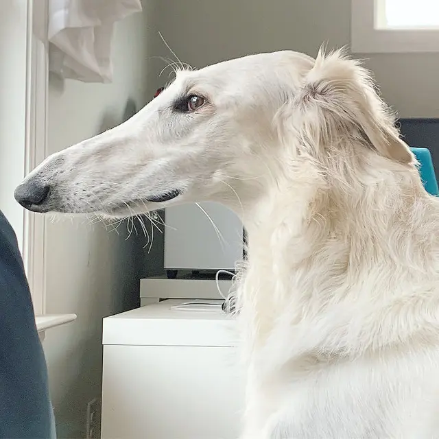 anjing dengan moncong panjang