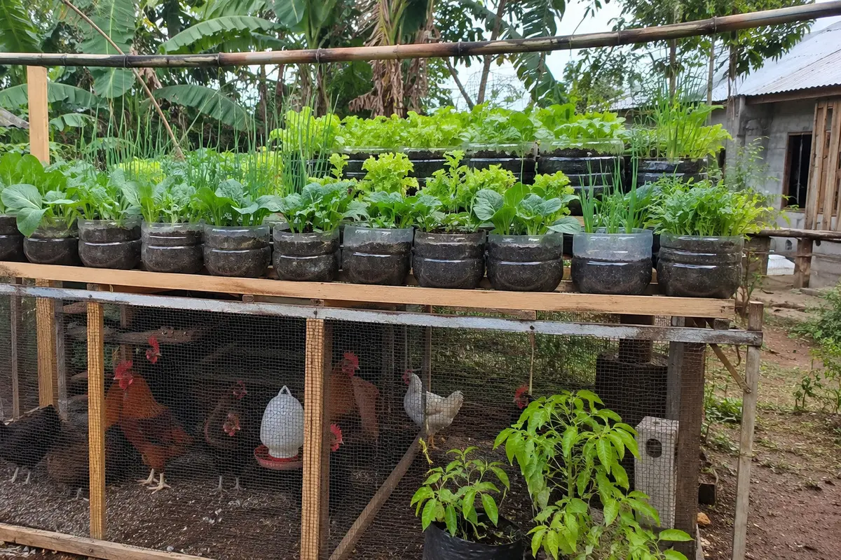 Cara Membuat Kebun Sayur di Atas Kandang Ayam