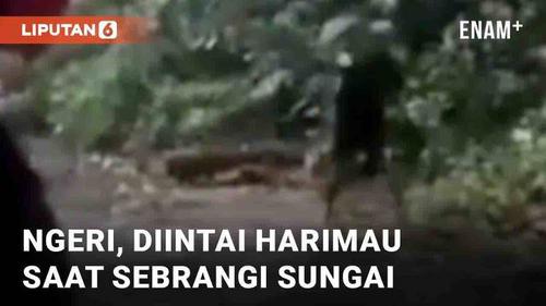 VIDEO: Ngeri, Pemuda Diintai Harimau Saat Sebrangi Sungai