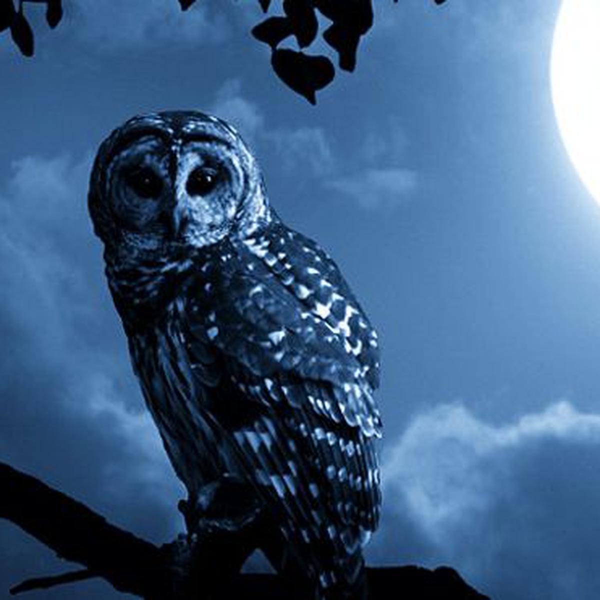 Punya Kemampuan Super, 4 Hewan Ini Ternyata Bisa Melihat Dalam Kegelapan -  Global Liputan6.Com