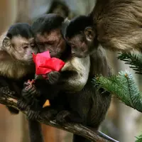 Hewan di kebun binatang Polandia pun punya hadiah Natal mereka sendiri.