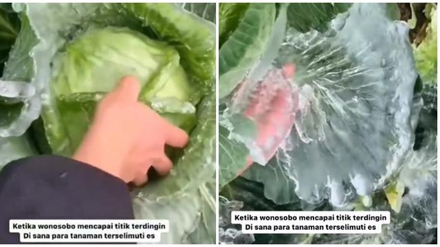 Wonosobo Capai Titik Terdingin, Tanaman Kubis Sampai Beku Diselimuti Es Ini Viral