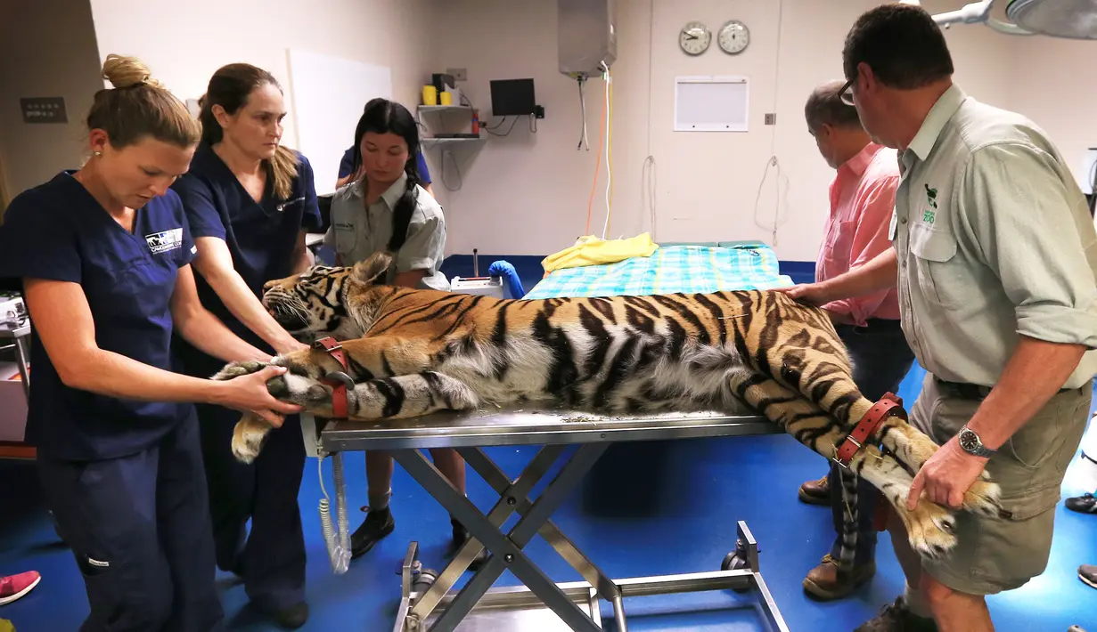 Harimau Bengal dari Taman Satwa Zambi di Sydney saat menjalani operasi penyembuhan matanya yang juling di Rumah Sakit Universitas Kedokteran Hewan di Camden, Sydney, Australia, Rabu (16/11). (AFP Photo/Toby Zerna)