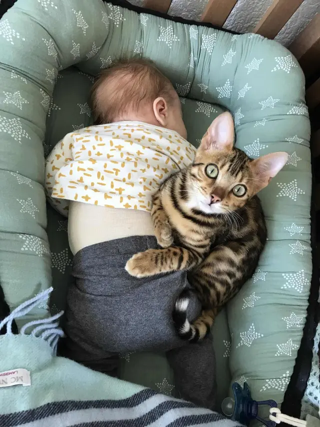 10 Momen Kocak Kucing Jadi Pengasuh Bayi Ini Bikin Tepuk Jidat