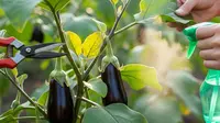 7 Cara Menanam Terong di Pot Vertikal agar Cepat Panen Meski Lahan Terbatas, Produktif dan Efisien