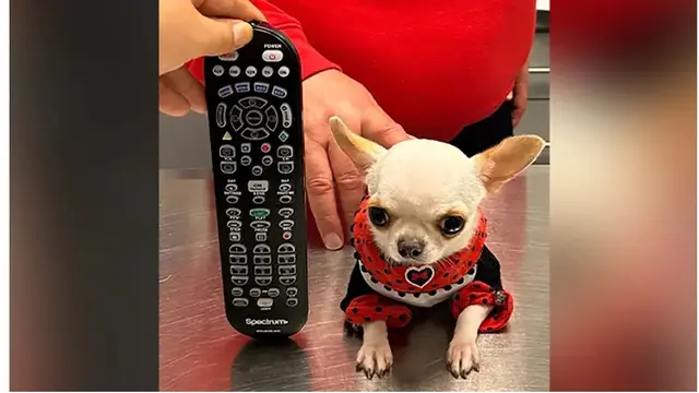 Foto Pearl si anjing terkecil di dunia, disandingkan dengan remot tv (Tangkapan layar dari website cnn.com)