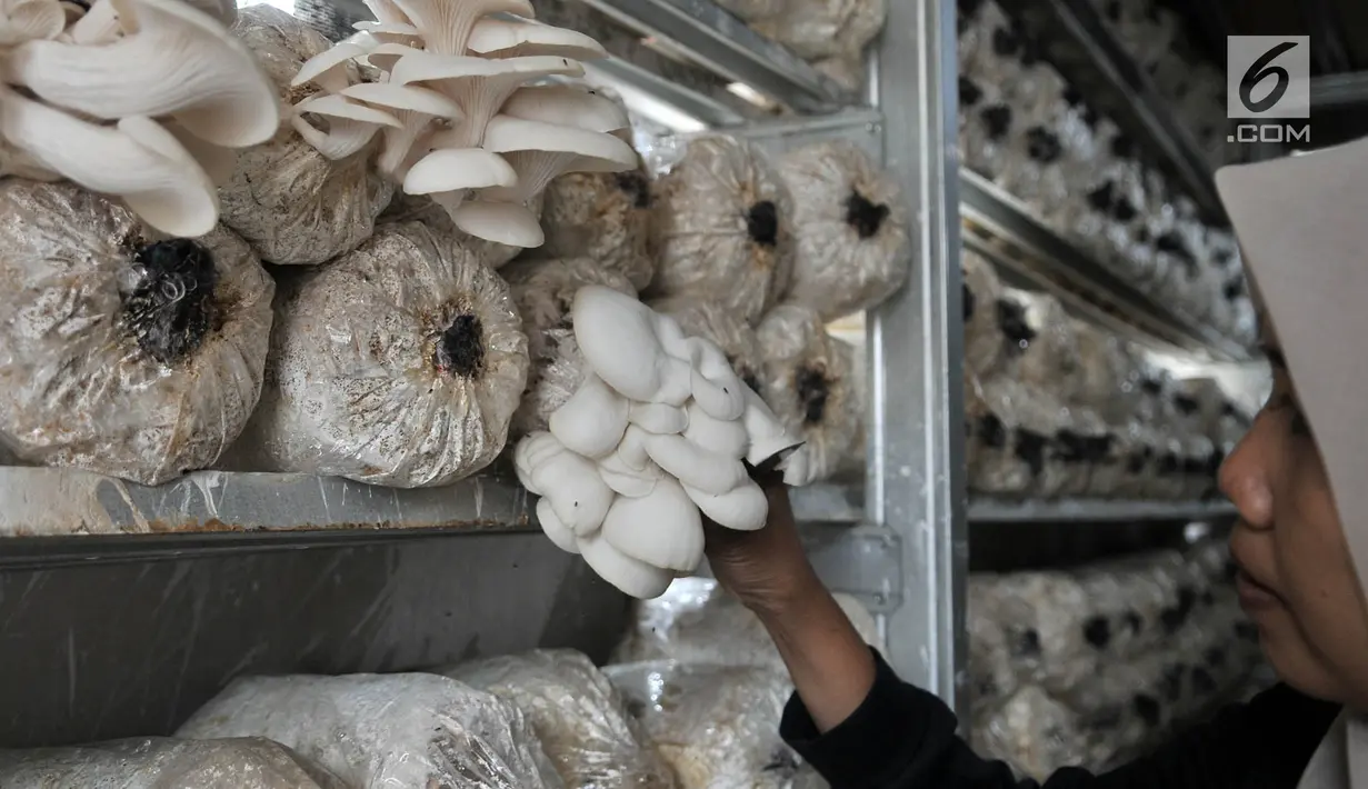 Petani saat melakukan perawatan jamur tiram di kawasan Pulo Kambing, Jakarta, Rabu (26/12). Untuk waktu produksi jamur tiram membutuhkan sekitar 3-4 bulan, mulai dari pembibitan, inkubasi, hingga panen. (Merdeka.com/Iqbal S. Nugroho)