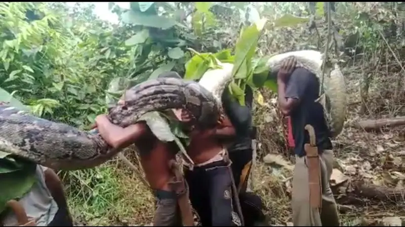 Petani di Muna menemukan ular piton sepanjang 7 meter dan menjual dagingnya, Rabu (21/9/2022).(Liputan6.com/Ahmad Akbar Fua)